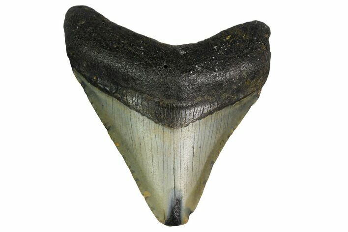 Megalodon Tooth - North Carolina #152908